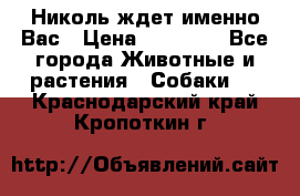 Николь ждет именно Вас › Цена ­ 25 000 - Все города Животные и растения » Собаки   . Краснодарский край,Кропоткин г.